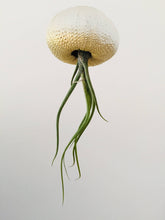 Ombre Jellyfish Air Plant: Natural green