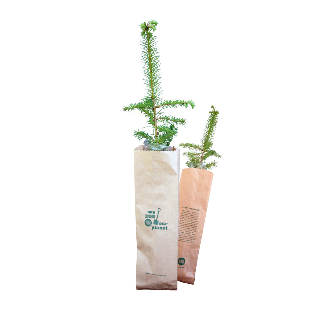 The Jonsteen Company - Kraft Bag Seedlings