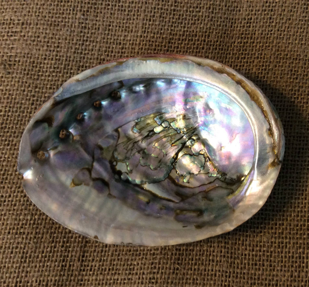 Abalone Shell Bulk