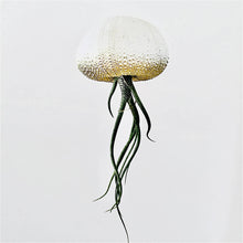 Ombre Jellyfish Air Plant: Natural green
