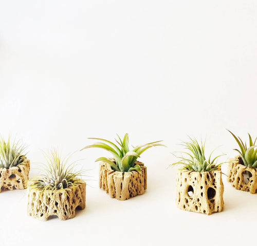 Air Plant + Wood Holder - Indoor Planter